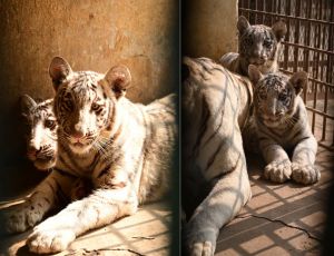 पर्यटक मैत्री बाग में सफ़ेद बाघों के 2 नर शावकों की आज से देख सकेंगे झलक पर्यटक मैत्री बाग में सफ़ेद बाघों के 2 नर शावकों की आज से देख सकेंगे झलक