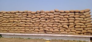 प्रभावी परिवहन न होने से उपार्जन केन्द्रों में धान जाम , खरीदी व्यवस्था चरमराने लगी