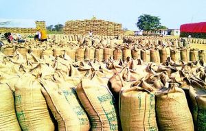  राज्य में अब तक 118.81 लाख मीट्रिक टन धान की खरीदी
