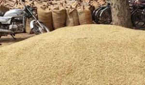 राज्य में अब तक 129.54 लाख मीट्रिक टन धान की खरीदी