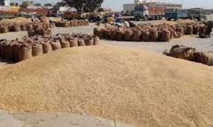 किसानों के हित में लिया बड़ा फैसला 4 फरवरी तक होगी समर्थन मूल्य और लिंकिंग पर धान खरीदी किसानों के हित में लिया बड़ा फैसला 4 फरवरी तक होगी समर्थन मूल्य और लिंकिंग पर धान खरीदी