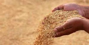  समर्थन मूल्य पर धान खरीदी: रविवार 4 फरवरी को भी होगी किसानों से धान खरीदी 