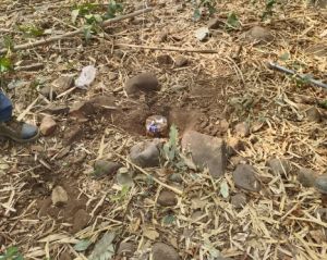 बीजापुर जिले में आईईडी विस्फोट में 1 जवान घायल, 3 आईईडी बरामद बीजापुर जिले में आईईडी विस्फोट में 1 जवान घायल, 3 आईईडी बरामद