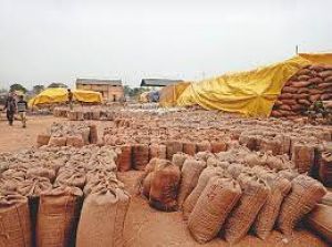 राज्य में 103 लाख 40 हजार मीट्रिक टन धान का उठाव