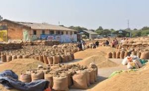 राज्य में 113 लाख 88 हजार मीट्रिक टन धान का उठाव