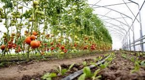  उद्यानिकी फसलों की नुकसान के संबंध में टोल फ्री नम्बर 1800-419-0344 में जानकारी दे सकते हैं किसान