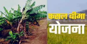 ओलावृष्टि और बारिश से प्रभावित 51 किसानों को मिलेगा मुआवजा