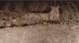 मरवाही वन मण्डल के मुख्य मार्ग  में दिखाई दिया तेंदुआ, राहगीर ने बनाया वीडियो