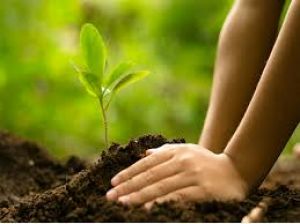  छत्तीसगढ़ में हरियाली को बढ़ाने विशेष अभियान