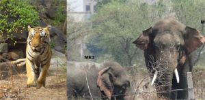 बारनावापारा अभयारण्य क्षेत्र में 1 बाघ सहित 3 दंतैल हाथी उपस्थित, लगातार कर रहे हैं विचरण बारनावापारा अभयारण्य क्षेत्र में 1 बाघ सहित 3 दंतैल हाथी उपस्थित, लगातार कर रहे हैं विचरण