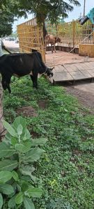 सड़क के ऊपर बैठे जानवरों को पकड़ने का काम जारी सड़क के ऊपर बैठे जानवरों को पकड़ने का काम जारी