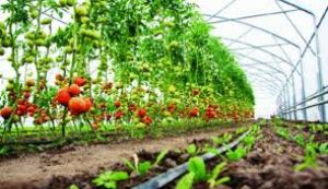 उद्यानिकी फसल बीमा के लिए  31 जुलाई तक कर सकते हैं आवेदन 