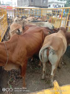  विभिन्न मार्गो से नगर निगम द्वारा आवारा मवेशियों की धरपकड़ जारी 