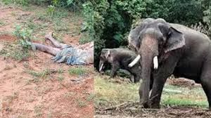 जंगली हाथी के हमले में ग्रामीण की मौत