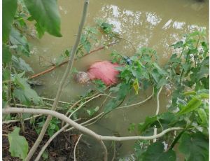 गांव के नाले में मिली बुजुर्ग व्यक्ति की लाश, जांच में जुटी हसौद पुलिस