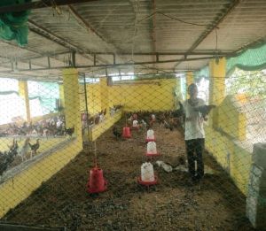 मुर्गी पालन शेड बनने से भरत लाल की संवरी जिंदगी मुर्गी पालन शेड बनने से भरत लाल की संवरी जिंदगी