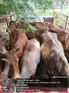 निगम जोन 9 ने खम्हारडीह में डेयरी पर कार्यवाही की, 28 गायों को निगम सीमा से बाहर शिफ्ट किया निगम जोन 9 ने खम्हारडीह में डेयरी पर कार्यवाही की, 28 गायों को निगम सीमा से बाहर शिफ्ट किया