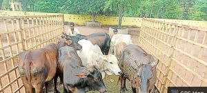 निगम ने अभियान चलाकर निगम क्षेत्र में 121 आवारा मवेशियों को सड़कों से पकड़कर गौठान भेजा निगम ने अभियान चलाकर निगम क्षेत्र में 121 आवारा मवेशियों को सड़कों से पकड़कर गौठान भेजा