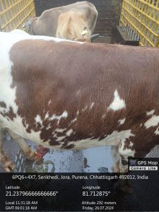 निगम ने बारिश में अभियान चलाकर निगम क्षेत्र में 23 आवारा मवेशियों को सड़कों से पकड़कर गौठान भेजा निगम ने बारिश में अभियान चलाकर निगम क्षेत्र में 23 आवारा मवेशियों को सड़कों से पकड़कर गौठान भेजा