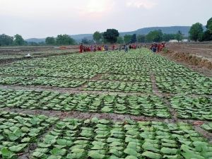 तेंदूपत्ता संग्रहण दर बढ़ने से संग्राहकों को हुआ 18.73 करोड़ अधिक मुनाफा तेंदूपत्ता संग्रहण दर बढ़ने से संग्राहकों को हुआ 18.73 करोड़ अधिक मुनाफा