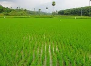 16 अगस्त 2024 तक करा सकते है प्रधानमंत्री फसल बीमा योजनान्तर्गत फसलों का बीमा