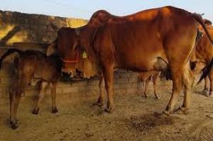  पशु प्रबंधन के लिए 7 को तुरकाडीह में जनचौपाल