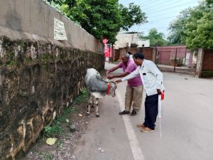 निगम क्षेत्र में आवारा घूम रहे पशुओ के गले में रेडियम की पटटी लगाई जा रही