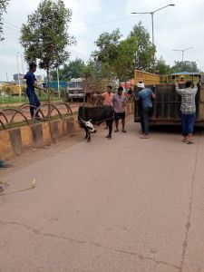  आवारा घूम रहे पशुओ को पकड़ने का काम लगातार जारी