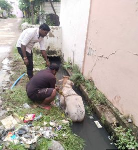 सड्डू कॉलोनी के नाले में गिरे 2 मवेशियों को टीम ने तत्काल निकाला सड्डू कॉलोनी के नाले में गिरे 2 मवेशियों को टीम ने तत्काल निकाला