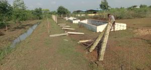 असामाजिक तत्वों ने गोठान की चारदीवारी तोड़ मवेशियों को खदेड़ा , थाना में शिकायत 