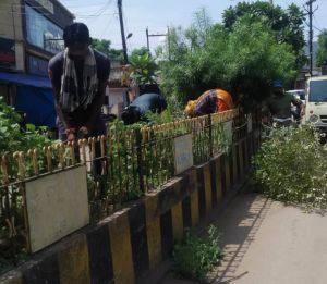 भिलाई में उद्यानों एवं डिवाइडरो में लगाये गये पौधो की कटाई-छटाई जारी भिलाई में उद्यानों एवं डिवाइडरो में लगाये गये पौधो की कटाई-छटाई जारी