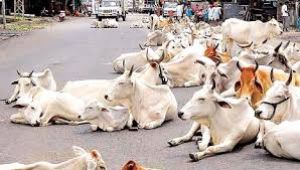  आवारा पशुओं के प्रबंधन हेतु जनचौपाल 12  सितम्बर  से