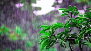 छत्तीसगढ़ में अब तक 1166.3 मि.मी. औसत वर्षा दर्ज छत्तीसगढ़ में अब तक 1166.3 मि.मी. औसत वर्षा दर्ज