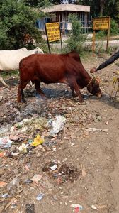 सड़क दुर्घटना को रोकने आवारा घूमन्तू पशुओ की धरपकड़ 