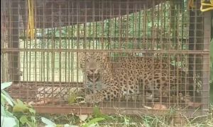 फंदे में फंसे जख्मी तेंदुए की मौत, आरोपी ग्रामीण हिरासत में फंदे में फंसे जख्मी तेंदुए की मौत, आरोपी ग्रामीण हिरासत में