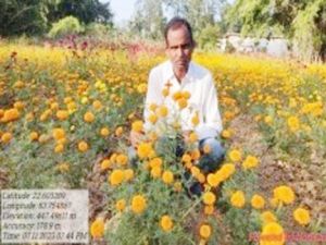 किसान लक्ष्मण गेंदा फूल की खेती से कमा रहे अच्छा लाभ किसान लक्ष्मण गेंदा फूल की खेती से कमा रहे अच्छा लाभ