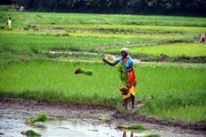 क़ृषि विज्ञान केंद्र मे महिला किसान दिवस मनाया गया क़ृषि विज्ञान केंद्र मे महिला किसान दिवस मनाया गया