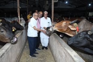 अन्नकूट, गोवर्धन पूजा पर गौवंश को गौग्रास खिलाकर गौसेवा की