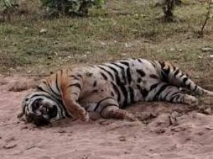  कोरिया जिले में बाघ के मृत होने की सूचना पर वन विभाग सतर्क