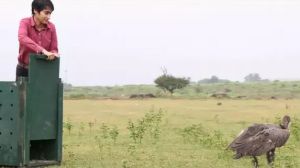 फिर दिखाई देगी दुर्लभ प्रजाति के गिद्ध की उड़ान, 500 कमी की यात्रा कर पहुंचा था रायपुर फिर दिखाई देगी दुर्लभ प्रजाति के गिद्ध की उड़ान, 500 कमी की यात्रा कर पहुंचा था रायपुर