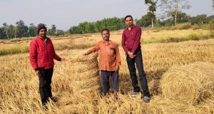 बेलर मशीन के द्वारा धान के पराली को बंडल बनाने में हुई आसानी बेलर मशीन के द्वारा धान के पराली को बंडल बनाने में हुई आसानी