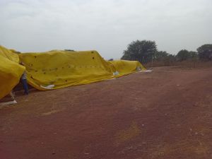 तारपोलिन से ढक कर बेमौसम बारिश से धान का बचाव तारपोलिन से ढक कर बेमौसम बारिश से धान का बचाव