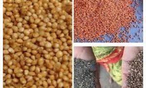 कोदो, कुटकी एवं रागी की खरीदी 15 दिसम्बर से 