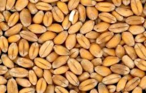 दगौरी सहकारी समिति में मिले अमानक गेंहू बीज दगौरी सहकारी समिति में मिले अमानक गेंहू बीज