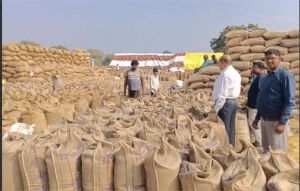 महासमुंद जिले में अब तक 102422 किसानों से 576381.2 टन धान खरीदा गया महासमुंद जिले में अब तक 102422 किसानों से 576381.2 टन धान खरीदा गया