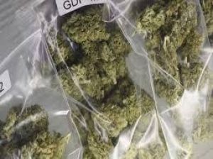 थानों में जब्त किये गये गांजा को 3 जनवरी को किया जाएगा नष्ट थानों में जब्त किये गये गांजा को 3 जनवरी को किया जाएगा नष्ट