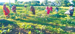 स्व-सहायता समूह की महिलाओं ने पकड़ी आत्मनिर्भर बनने की नई राह स्व-सहायता समूह की महिलाओं ने पकड़ी आत्मनिर्भर बनने की नई राह