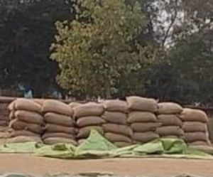 270 कट्टा धान जप्त, धमधा मण्डी को किया गया सुपुर्द 270 कट्टा धान जप्त, धमधा मण्डी को किया गया सुपुर्द