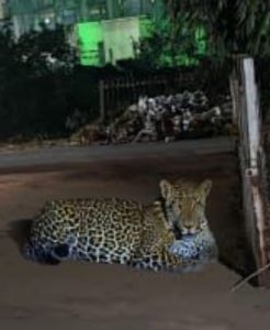 रेलवे पीपी यार्ड भिलाई 3 के समीप विचरण करता हुआ दिखा तेंदुआ 