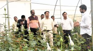  कलेक्टर ने ग्राम सोंहतरा में गुलाब फूल एवं ग्राम बिच्छीबहरा में टमाटर के खेती का किया अवलोकन
